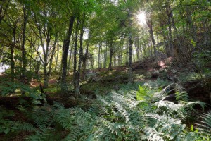 лес, пейзаж. фото Михаила Псарева