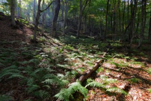 Свет, деревья, пейзажи Псарева Михаила