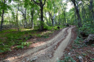 дорога в лесу, пейзажи Крыма