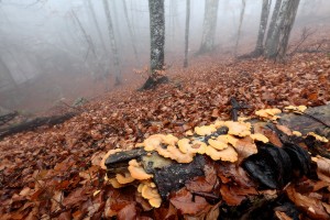 Крым, лес, грибы